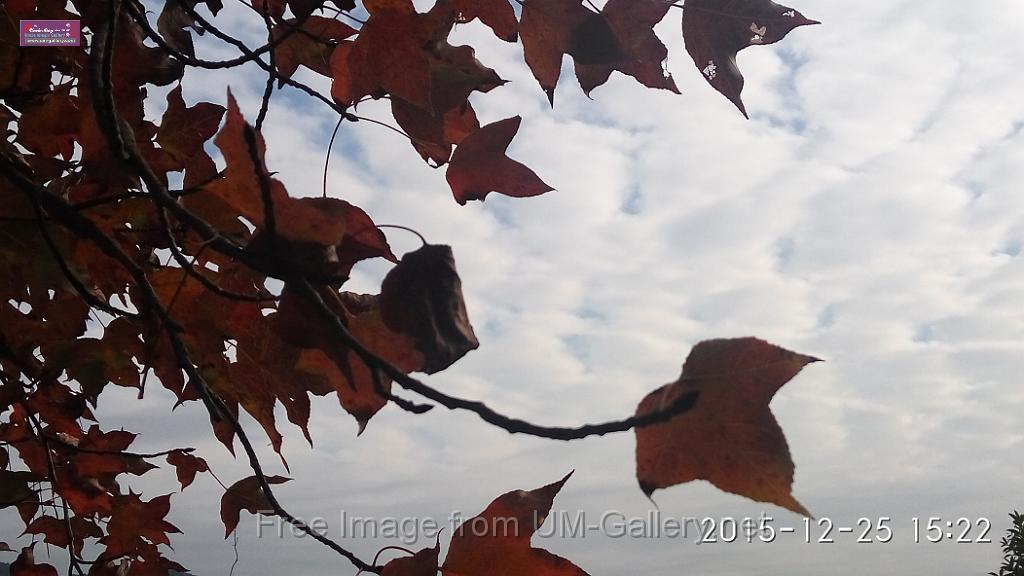 20151225red leaves-IMG_152212.jpg
